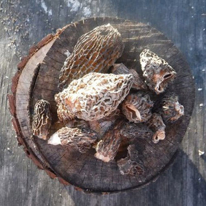 Hongos Morillas Silvestres Secos East Naturhus, Ingredientes Culinarios Premium Cosechados Naturalmente en el Campo - Product Image 1
