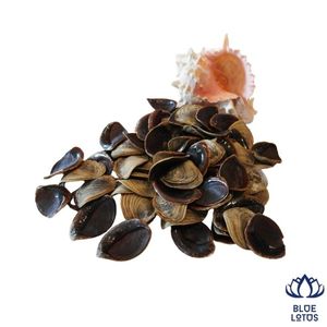 ¡OFERTA ESPECIAL! Operculum de Murex Sostenible de Alta Calidad para Extracto de Perfume y Material de Incienso al por Mayor - Product Image 1