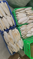 Exportateur et fournisseur d'os de seiche du Vietnam, 4-6 pouces, boîte de 10 kg, calcium naturel pour oiseaux et reptiles 14.1