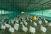 Services de découpe et de moulage de filets d'ombrage en plastique vert herbe tricotés par chaîne, autres procédés de fabrication, fabriqués en Inde par FORTUNE AGRO NET