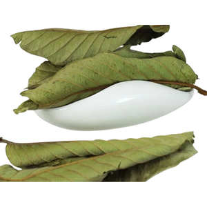 ใบสมุนไพร psidium ใบฝรั่งจาวาแบบแห้งใบสมุนไพรตากแดดแห้งต้นกำเนิดจากเวียดนาม - Product Image 5