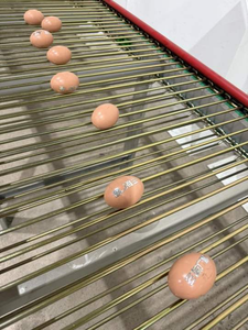 Sistema de Jaulas Tipo H <span class=keywords><strong>para</strong></span> Automatización Avícola Personalizable, Alimentación de <span class=keywords><strong>Gallinas</strong></span> Ponedoras, con Buen <span class=keywords><strong>Precio</strong></span> - Product Image 2