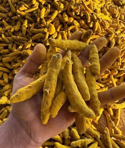 Cúrcuma Seca AD, Raíz Entera, Especia Herbal Natural, Rizoma Amarillo, Grado de Exportación a Granel para Procesamiento de Alimentos - Product Image 3