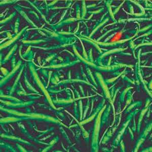 Piment vert frais de qualité export, approvisionnement direct de ferme, piment vert fort en vrac, piment vert premium pour l'exportation - Product Image 2