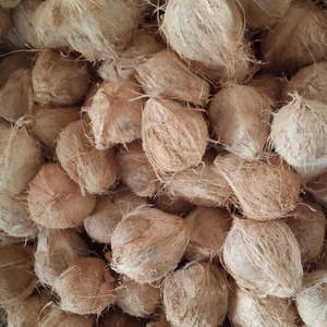 Noix de coco sèche 100% naturelle de haute qualité, sans additifs ni conservateurs, en provenance d'Inde - Product Image 2