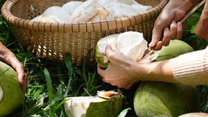 Noix de coco déshydratée de qualité moyenne pour gâteaux, biscuits, pain, pâtisseries, chocolat, granola et production en usine alimentaire avec approvisionnement en vrac - Product Image 6