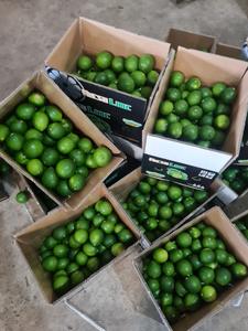 VIETNAM <b>FRESH</b> SEEDLESS LIME HIGH QUALITY - Product Image 6