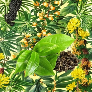 Extrait d'usine de CO2 de thé vert - Product Image 5