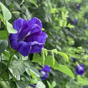 Fleur de pois papillon de couleur bleu naturel et violet, ingrédient alimentaire végétal sensible au pH et changeant de couleur - Product Image 1