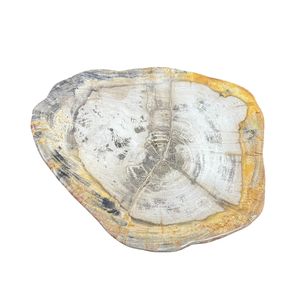 Premium Polished Round Petrified <b>Wood</b> Plate <b>Wood</b> <b>Slice</b> for Table Decor Interior Decoration - Product Image 2