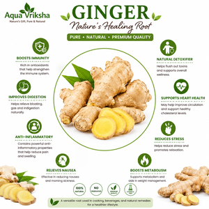 AQUA VRIKSHA Racine de gingembre frais de qualité supérieure |   Gingembre entier naturel |   Gingembre indien pour la cuisine, les boissons et la transformation alimentaire - Product Image 2