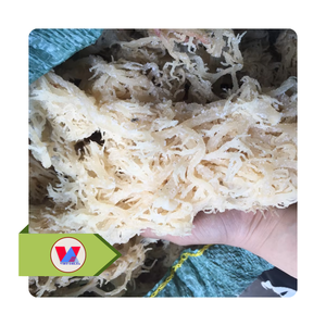 BEST SELLER Golden Yellow Sun Dried Spineless Sea Moss Cottonii Seaweed Food Grade Marine Thickener For Soup Salads - Product Image 1