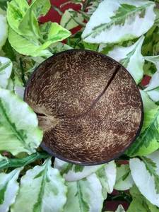 Classic Vietnam Eco-Friendly Coconut Dining Set with Coconut Shell Spoon for Soup and Noodle Business Gift - Product Image 6