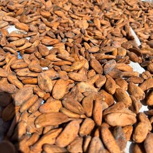 Fèves de cacao naturelles fermentées, nettoyées et torréfiées, qualité supérieure, saveur chocolat riche, fournisseur en gros, marque Enterenprise - Product Image 2