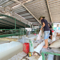 NGOC CHAU Latex Liquide Naturel Blanc Haute Pureté 60% DRC Qualité Revêtement Haute Teneur en Ammoniac Fût de 205KG Bon Prix