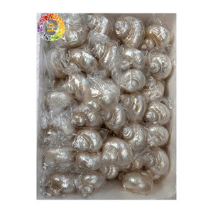 Coquille de conque naturelle, fabricant exportateur, prix compétitif pour les commandes en gros - Product Image 1