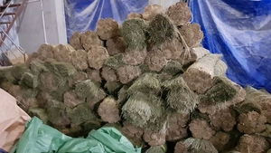 Cuerda de algas marinas hecha a mano por fabricantes vietnamitas, cuerda natural para manualidades y muebles, exportación a granel - Product Image 2