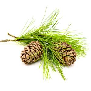 Cedarwood Essential Oil | <b>Bulk</b> Supplier Premium Cedrus Deodara Oil Wholesale OEM Private Label Manufacturer - Product Image 5