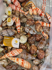 Conjunto de Conchas Marinas Rústicas Hechas a Mano Coastal Harmony para Decoración de Bodas y Adorno para el Hogar Inspirado en el Océano - Caryln - Product Image 6