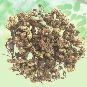 ต้นเซลาจินีลลา ไบรโอปเตอริส ลาซมานา บูติ ต้นซันจีวานี บูติ ลาคชมัน บูติ สมุนไพรแห้ง ขายส่ง สารสกัดจากพืช ผลิตภัณฑ์สมุนไพร - Product Image 3