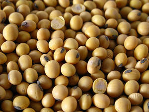 Soja para Alimentación de Ganado, Grano de Soja de Grado Alimenticio, Ingrediente para Alimentación Animal, Soja No Modificada Genéticamente, Proveedor a Granel - Product Image 5