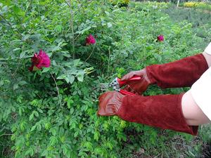 Gants en cuir pour femmes, Protection des mains, pour le travail du jardinage, - Product Image 4