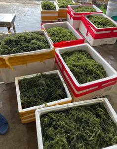 Dried Sea Grapes premium seaweed pearls material for salad topping sushi garnish and food preparation Vietnam - Product Image 1