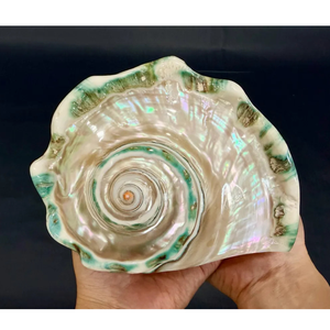 เปลือกหอยเทอร์โบไซส์ใหญ่สีเขียว มาร์มาทาตัส เปลือกหอยขนาดใหญ่ เปลือกหอยสังข์ขนาดใหญ่ เปลือกหอยมุกขัดเงา เปลือกหอยทะเลขนาดใหญ่ - Product Image 4