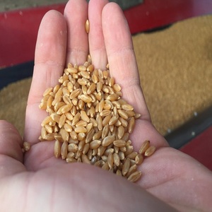 Graines de blé dur séchées offrant des grains durs de haute qualité pour une approvisionnement fiable en semences, la fabrication de pâtes, la production de semoule et la production de céréales - Product Image 2