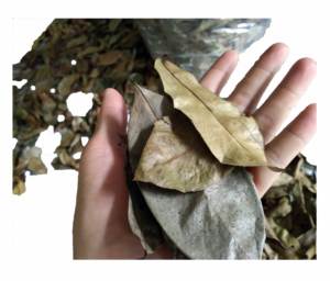 Poudre de corossol Feuilles biologiques cueillies à la main Ingrédients de thé aux herbes tropicales séchées naturellement Vietnam - Product Image 5