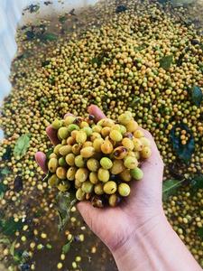 Granos de Café Verde Arábica Procesados con Miel, Yellow Bourbon, Origen Vietnam, 98% Maduros, Nueva Cosecha - Product Image 5