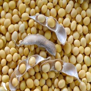 Semences de soja disponibles pour l'exportation - Product Image 3