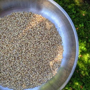 Granos de Cebada de Primera Calidad Orgánica, Cebada Seca AD, Semillas de Cebada a Granel y Cebada para Alimentación Animal en Venta - Product Image 1
