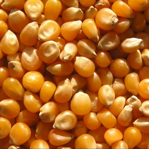 Maíz Forrajero de Primera Calidad al por Mayor, Grado Premium para Alimentación Animal, Listo para Envío y Exportación - Product Image 5
