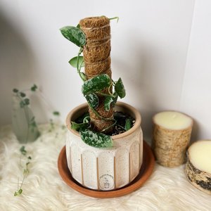 BEST SELLING Blue Lotus Organic Coir Moss Pole |   Poteau de support en fibre de coco naturelle écologique, modèle Kristen Nguyen, en vrac - Product Image 5