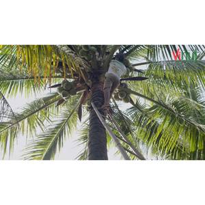 350ml <b>Bottle</b> Nata De Coco Drink with Coconut <b>Water</b> Manufacturers <b>Bottle</b> White Label - Product Image 2