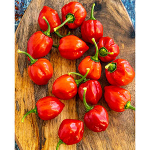 Proveedor a Granel de Pimientos Habaneros Frescos Premium, Exportador de Chiles Extra Picantes para Compradores Internacionales e Industria Alimentaria - Product Image 2