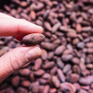 Granos de Cacao Secados al Sol de Alta Calidad Empacados en Bolsas Seguras para Importadores que Buscan Suministros de Granos Naturales con un Sabor Rico - Product Image 4