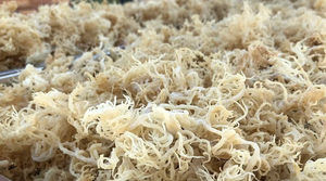 Musgo Marino Amarillo Premium, Musgo Irlandés Crudo, Gracilaria Seca al Sol, Cultivo Silvestre, Venta al Por Mayor - Product Image 6