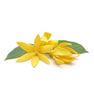 Huile essentielle d'Ylang Ylang |   Fournisseur en gros d'huiles essentielles de qualité supérieure, fabricant OEM de marques privées - Product Image 5