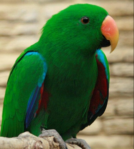 Premium NMF (PVT) LTD Eclectus Parrots Live Birds for Aviculture Breeding <b>Aviaries</b> Ornamental Bird Supply South Africa Long - Product Image 3
