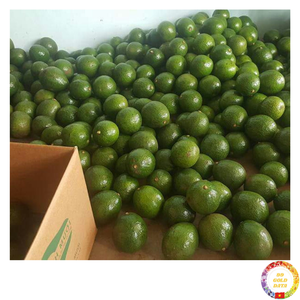 Fruta de aguacate orgánica fresca, material exótico tropical para pulpa de jugo, puré, suministro de la industria alimentaria de Vietnam - Product Image 5