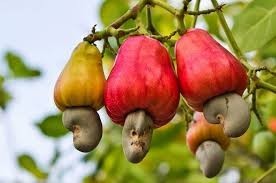 เม็ดมะม่วงหิมพานต์รสเค็มไข่เค็มและชีส รสชาติเข้มข้น หอมอร่อย เหมาะสำหรับขายปลีก บรรจุภัณฑ์ของขวัญ และผลิตภัณฑ์ขนมพรีเมียม - Product Image 3
