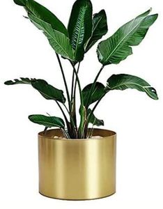 Maceta Moderna de Latón con Diseño Minimalista, Contenedor para Plantas de Interior, para Uso en Escritorio, Forma Circular - Product Image 4