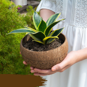 Venta al por mayor de macetas de cáscara de coco natural, ideales para plantar suculentas o guardar objetos pequeños - Product Image 2