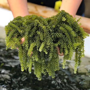 Uvas de Mar Deshidratadas, Proveedor de Vietnam, Caviar Verde Seco de Alta Calidad - Product Image 1