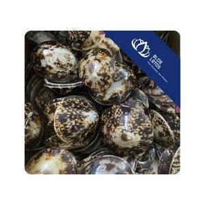 [MEJOR VENDIDO] |   Conchas de Limpet para Decoraciones Creativas, Exhibiciones Costeras y Programas de Suministro Minorista, Vietnam - Product Image 1