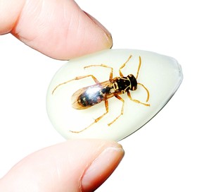Red Wasp Real Specimen Plastic Cabochon Pear Shape Cut <b>Top</b> 33x22 mm Glow Flat Bottom for Crafts and Jewelry Making - Product Image 5