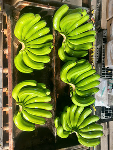 Plátanos Cavendish Frescos de Vietnam – Larga Duración, Calidad de Exportación para Mercados Globales - Product Image 3