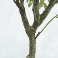 Arbre Bonsaï Artificiel d'Olivier Détachable avec Troncs et Tiges pour Décoration Intérieure/Extérieure – Idéal Mariage, Noël, Pâques, Remise de Diplôme